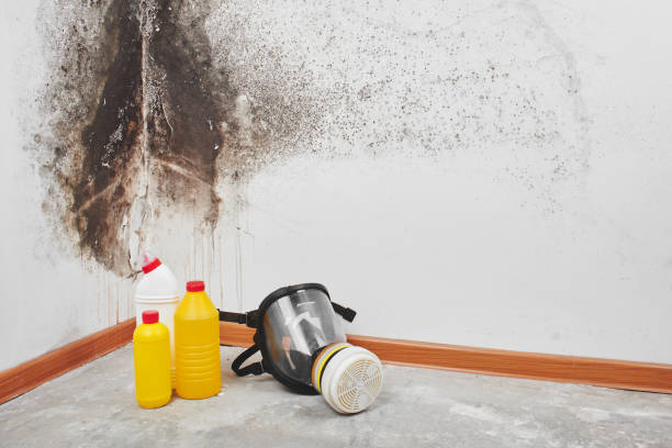 Best Mold Damage Repair  in Bayside, WI