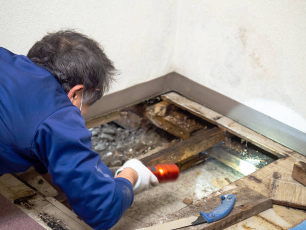 Best Certified Mold Removal  in Bayside, WI