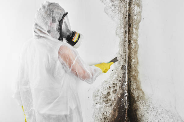 Best Emergency Mold Removal  in Bayside, WI