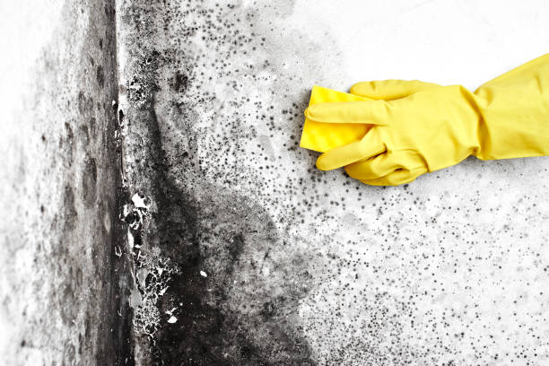Best Mold Testing  in Bayside, WI