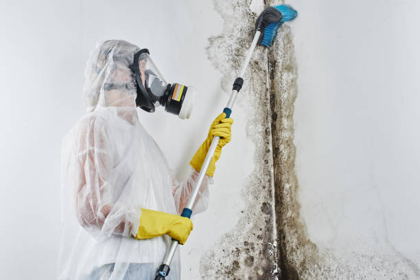 Best Local Mold Removal Service  in Bayside, WI