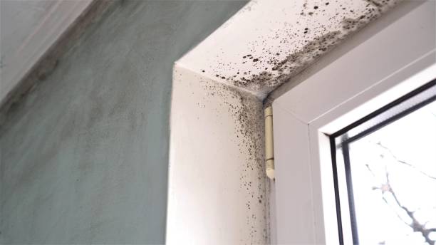Office Mold Removal Services in Bayside, WI