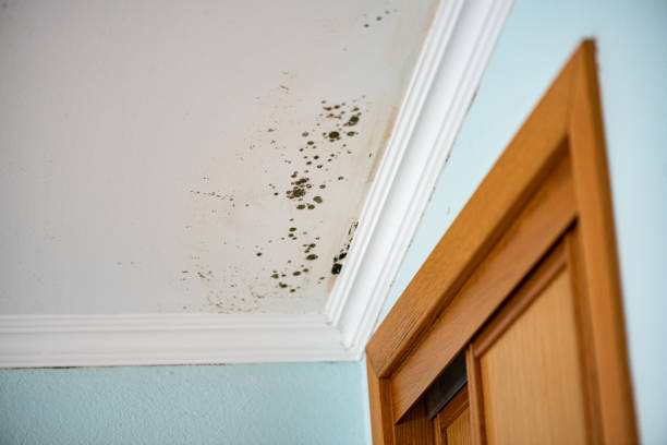 Best Fast Mold Removal  in Bayside, WI