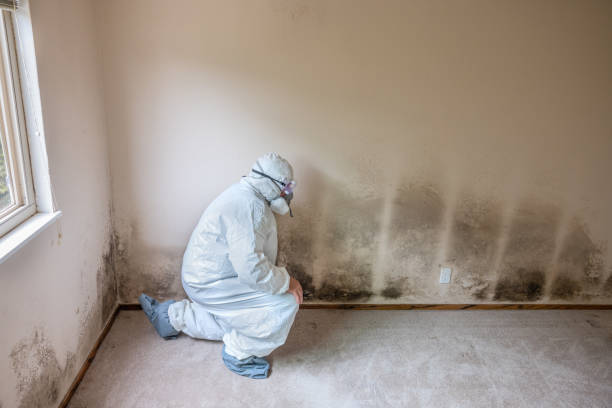 Best Black Mold Removal  in Bayside, WI