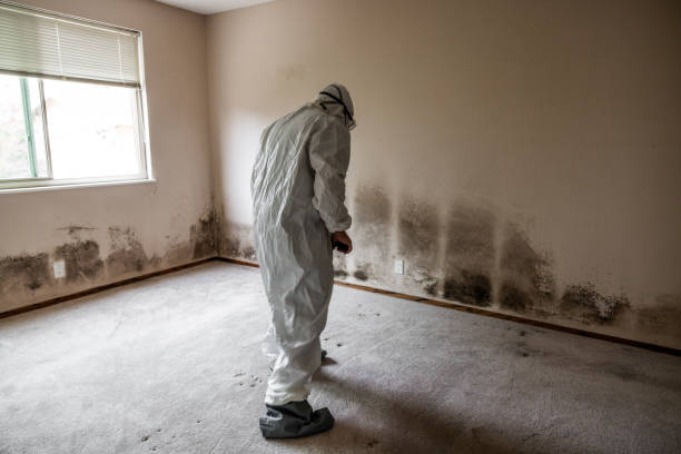 Best Office Mold Removal Services  in Bayside, WI