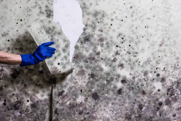 Best Affordable Mold Removal  in Bayside, WI