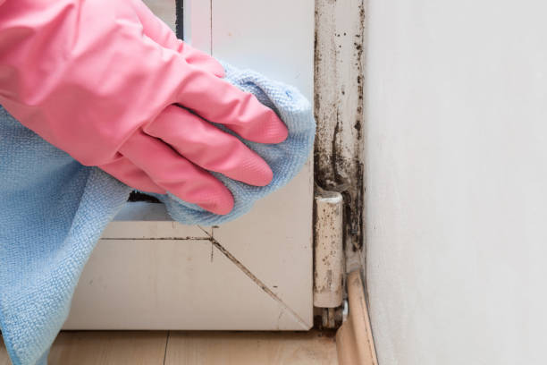 Office Mold Removal Services in Bayside, WI