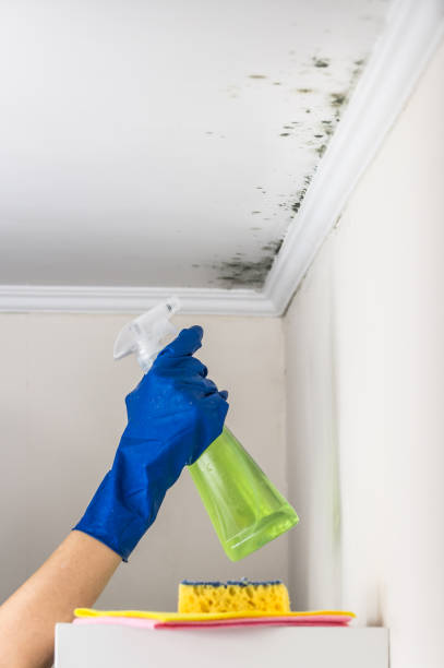 Best Best Mold Removal Companies  in Bayside, WI