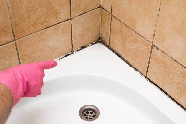 Best Certified Mold Removal  in Bayside, WI